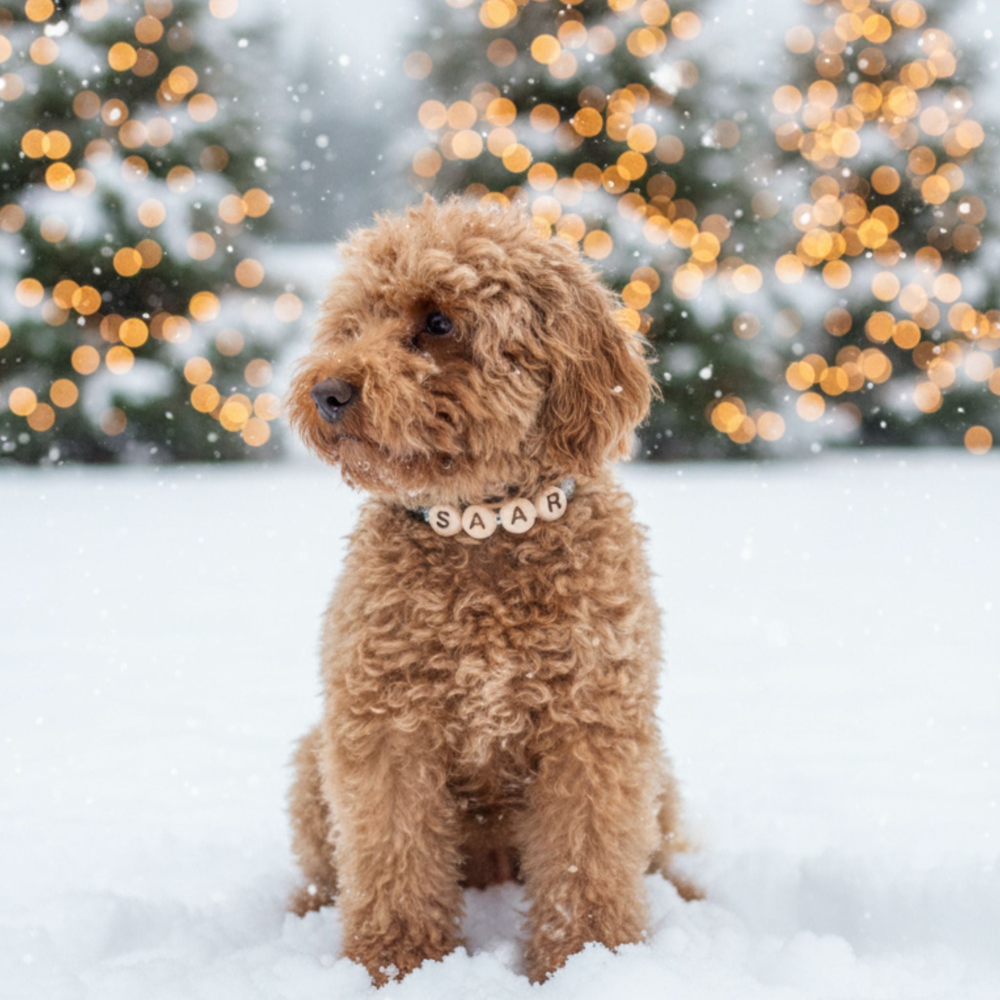 BFF HONDENBAND LIMITED