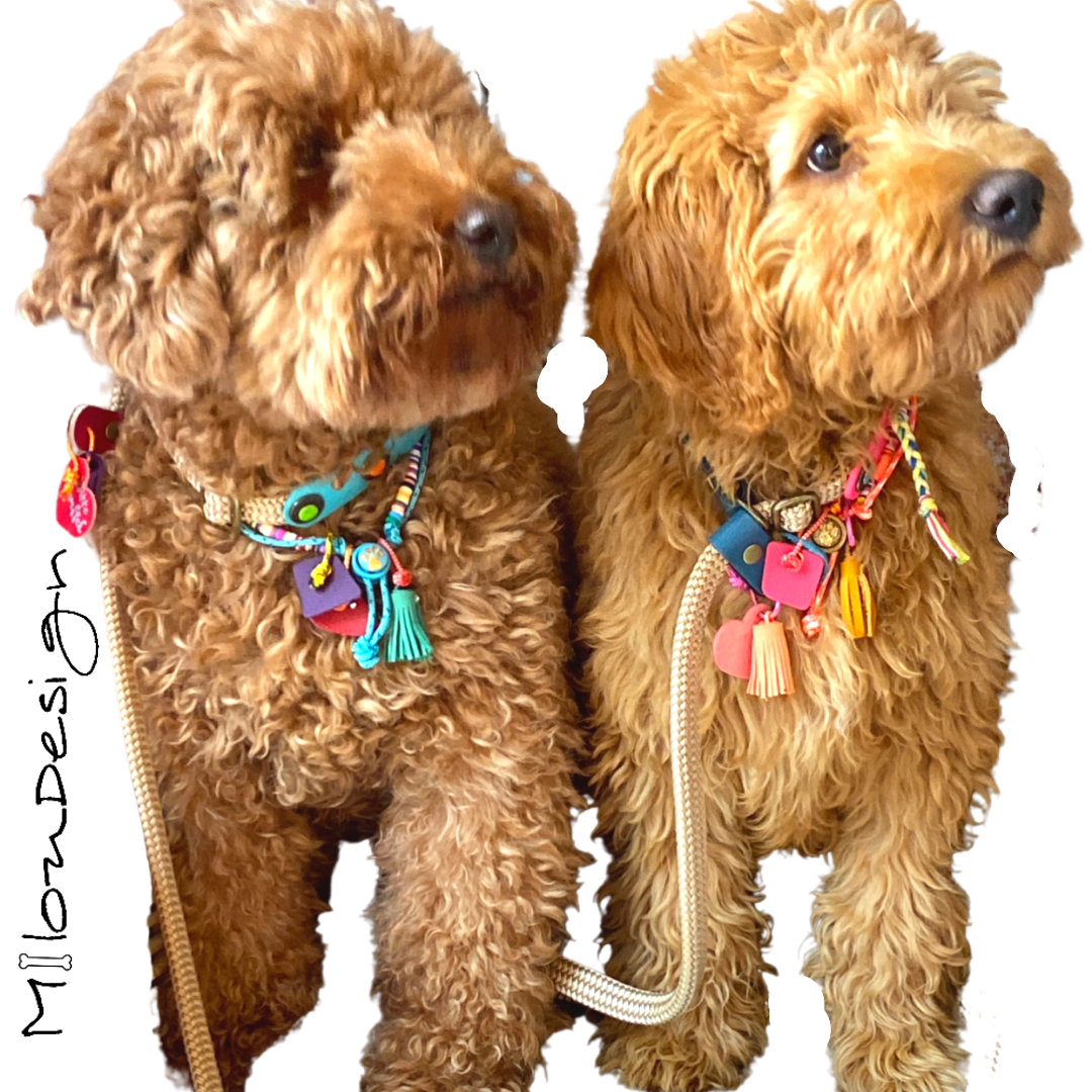 De Paracord Snelle Uitlater, Honden Halsband en Riem in één!( PS9 24cm t/m 30cm)