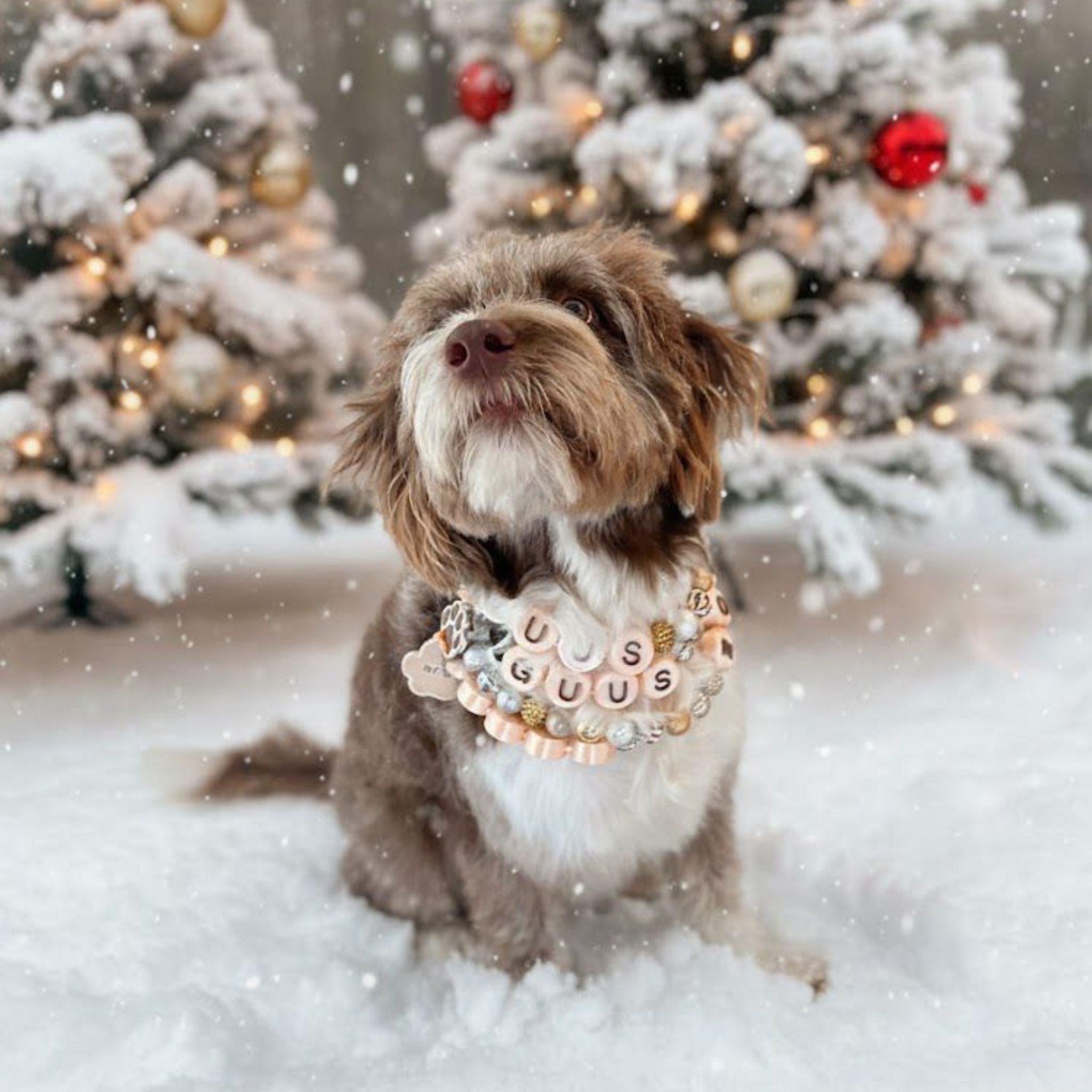 BFF HONDENBAND LIMITED